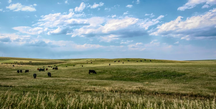 A herd of cows grazes peacefully across a vast, rolling green landscape under a bright blue sky dotted with fluffy clouds.
